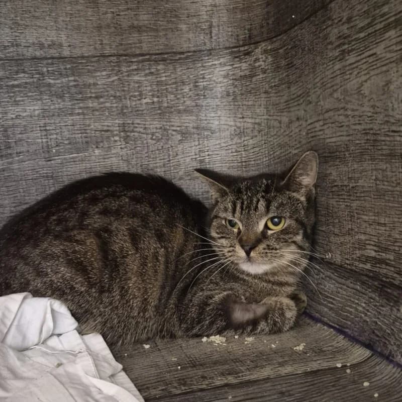 MATYLDA, female mixed breed for adoption at Schronisko Skierniewice