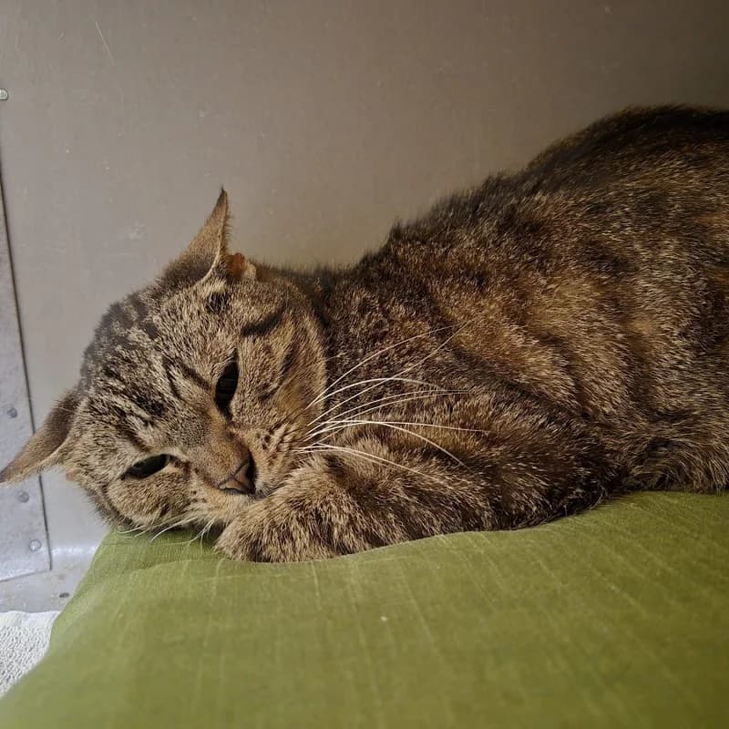 OLIWKA, female mixed breed for adoption at Schronisko Skierniewice