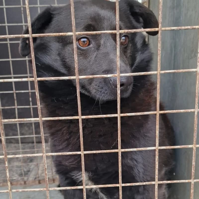 Pies z Gminy Warka, male mixed breed for adoption at Schronisko Skierniewice