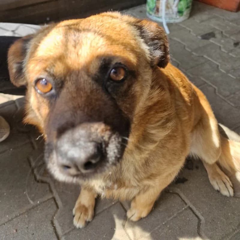 PIES SKC, male mixed breed for adoption at Schronisko Skierniewice