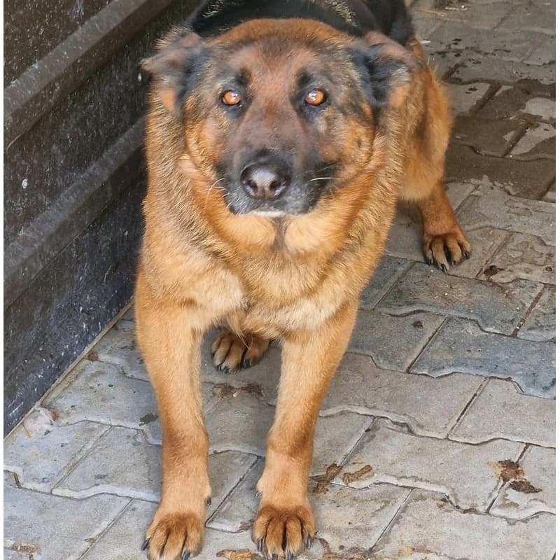 Pies z Gminy Warka, male mixed breed for adoption at Schronisko Skierniewice