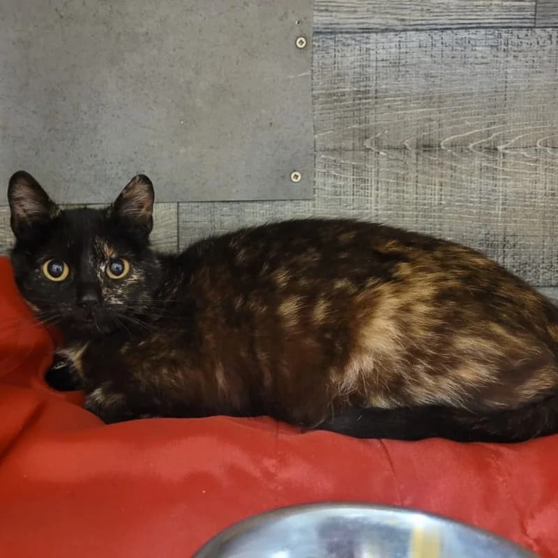 MAGMA, female mixed breed for adoption at Schronisko Skierniewice