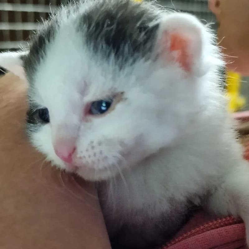 KOTEK 2, mixed breed for adoption at Schronisko Skierniewice