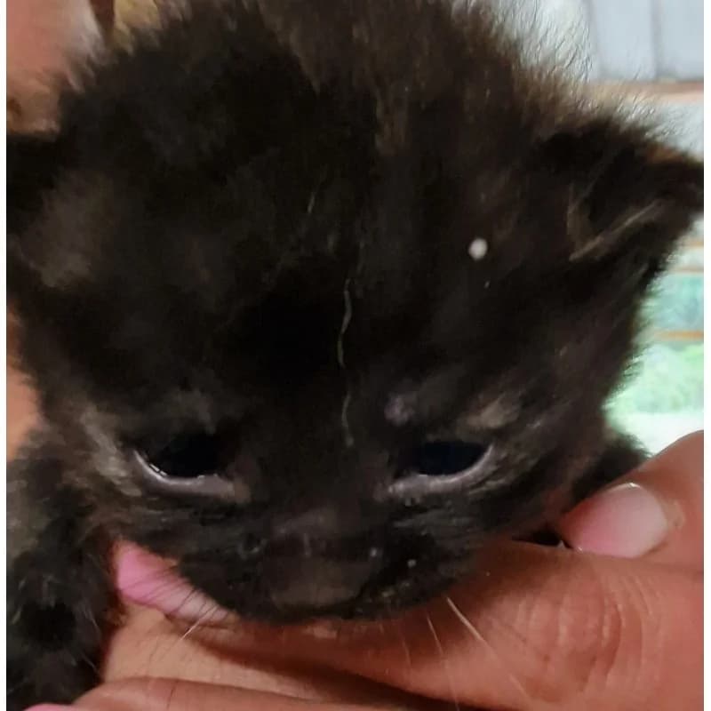 KOTEK 3, mixed breed for adoption at Schronisko Skierniewice