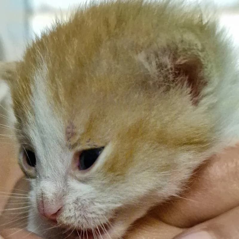 KOTEK 4, mixed breed for adoption at Schronisko Skierniewice
