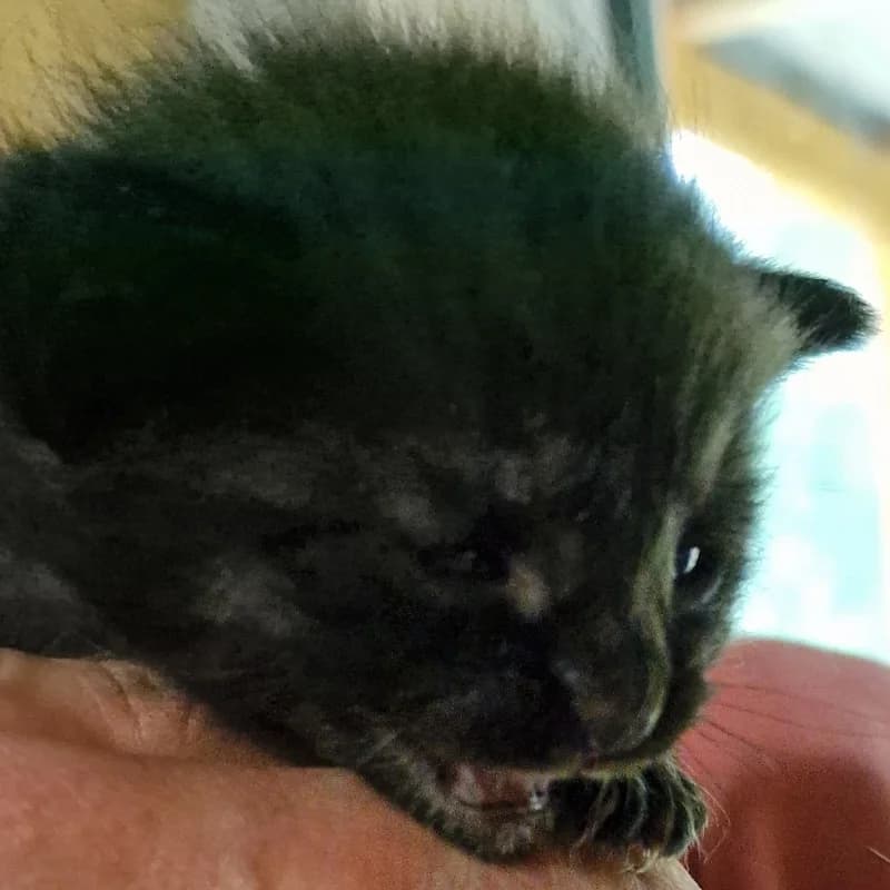 KOTEK 5, mixed breed for adoption at Schronisko Skierniewice