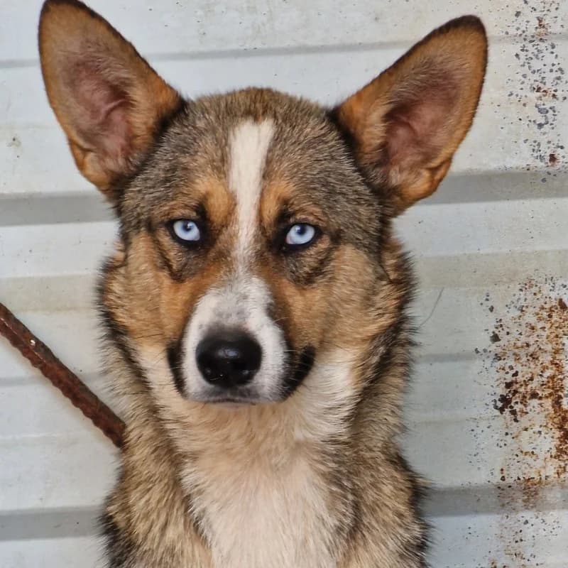 Sunia Gmina Wyszogód, female mixed breed for adoption at Schronisko Skierniewice