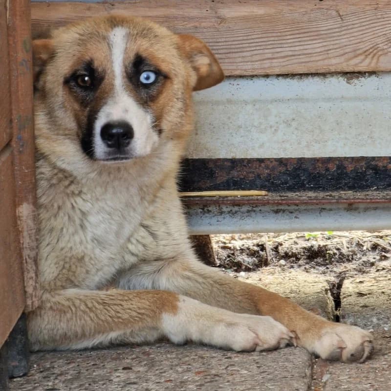 Sunia Gmina Wyszogód, female mixed breed for adoption at Schronisko Skierniewice