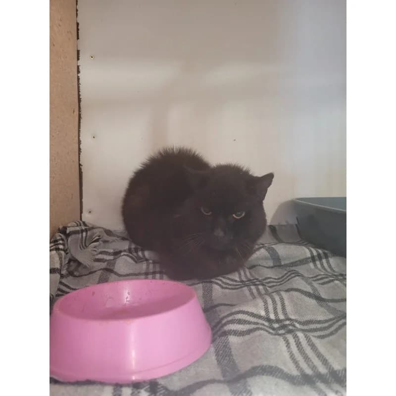 KOT SKC, male mixed breed for adoption at Schronisko Skierniewice