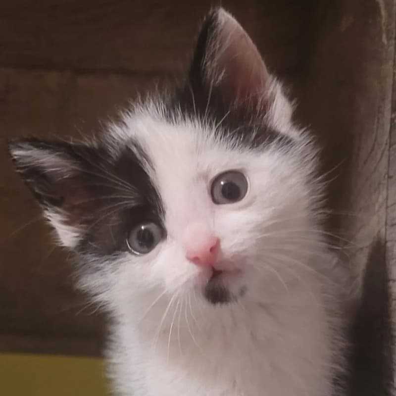 TUPTUSIA, female puppy mixed breed for adoption at Schronisko Skierniewice