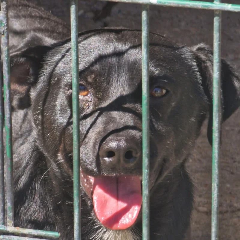PIKSEL, male mixed breed for adoption at Schronisko Skierniewice