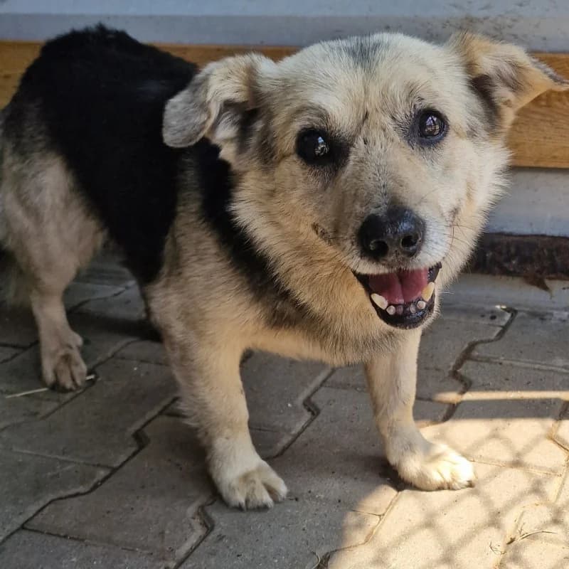 KOKOS, male mixed breed for adoption at Schronisko Skierniewice