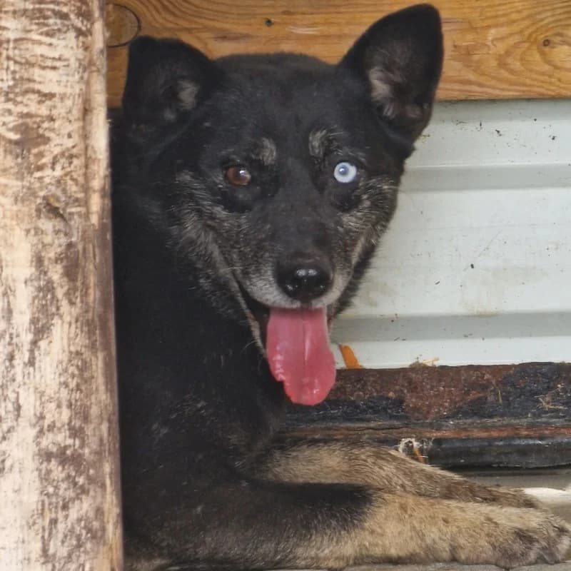 PIORUN, male mixed breed for adoption at Schronisko Skierniewice