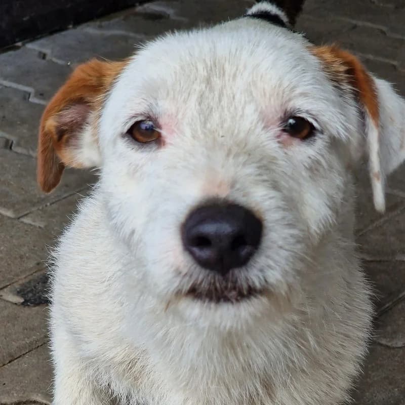 BILI, male mixed breed for adoption at Schronisko Skierniewice