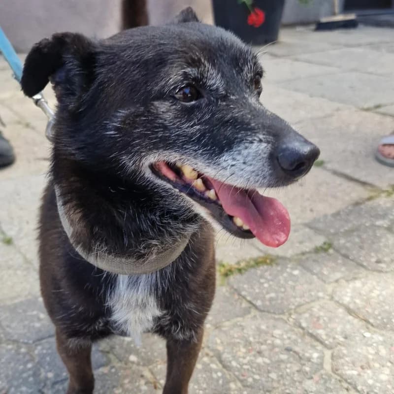 PIES SKC, male mixed breed for adoption at Schronisko Skierniewice