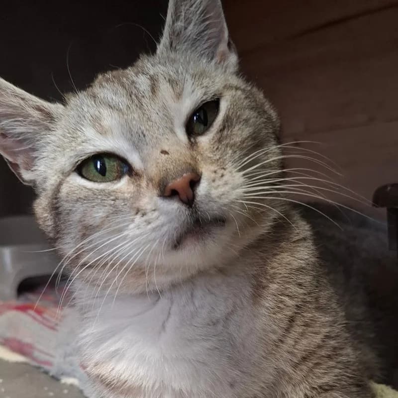 CIRI, female young mixed breed for adoption at Schronisko Skierniewice
