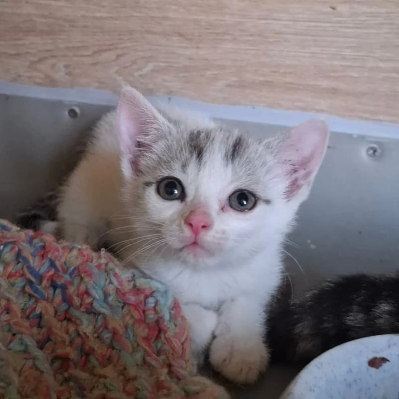 KIRI, female puppy mixed breed for adoption at Schronisko Skierniewice