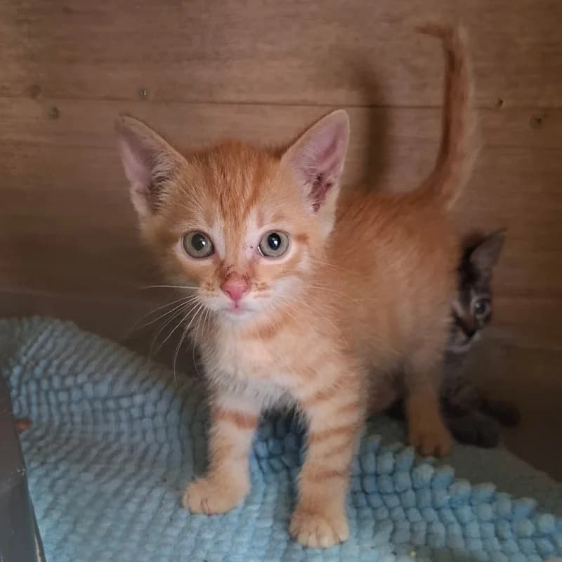 NUKI, male puppy mixed breed for adoption at Schronisko Skierniewice