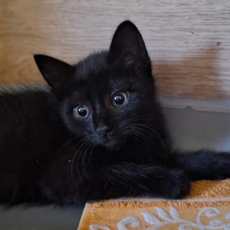 WANDZIA, female puppy mixed breed for adoption at Schronisko Skierniewice