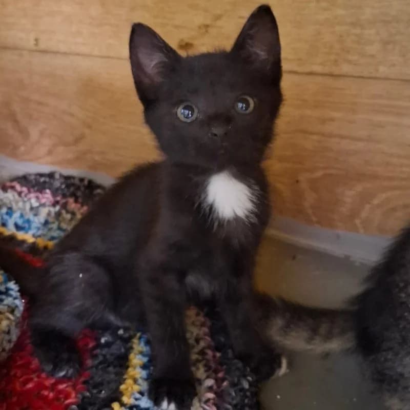 BRYNIA, female puppy mixed breed for adoption at Schronisko Skierniewice