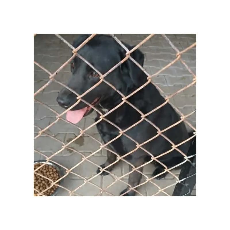 SUNIA SKC, female mixed breed for adoption at Schronisko Skierniewice