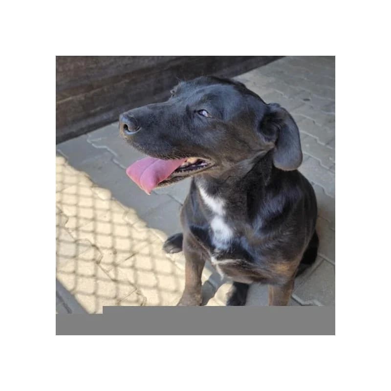 SUNIA SKC, female mixed breed for adoption at Schronisko Skierniewice