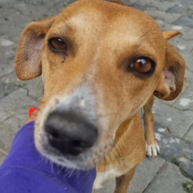 Sunia Gmina Belsk Duży, female mixed breed for adoption at Schronisko Skierniewice