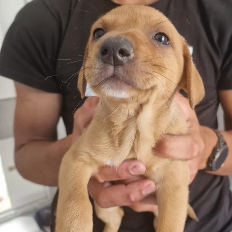 Szczeniak 1 Gmina Belsk Duży, mixed breed for adoption at Schronisko Skierniewice