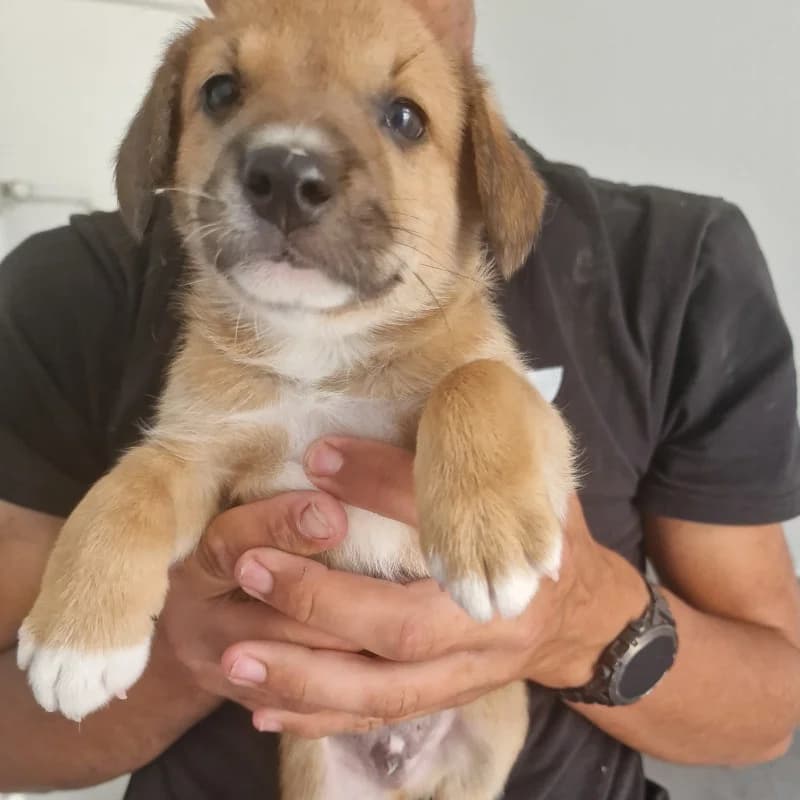 Szczeniak 2 Gmina Belsk Duży, mixed breed for adoption at Schronisko Skierniewice