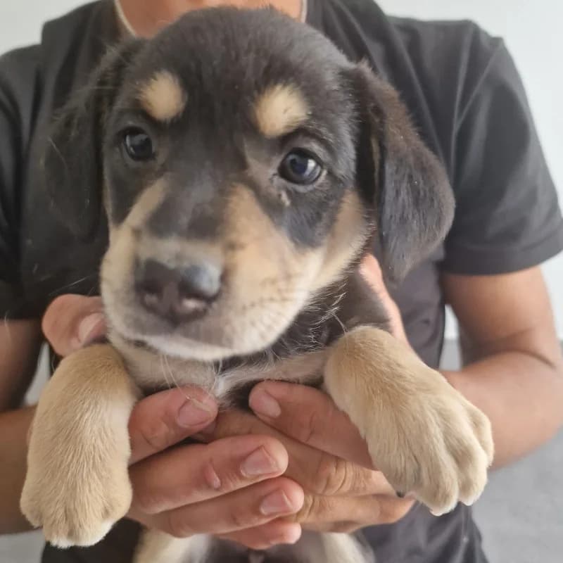 Szczeniak 3 Gmina Belsk Duży, mixed breed for adoption at Schronisko Skierniewice