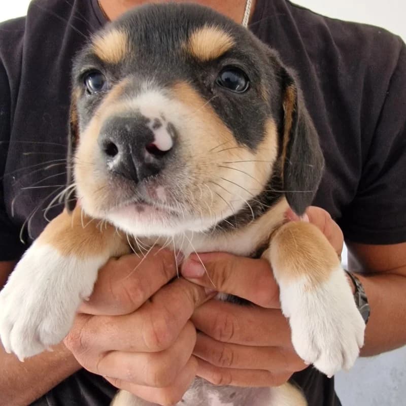 Szczeniak 4 Gmina Belsk Duży, mixed breed for adoption at Schronisko Skierniewice