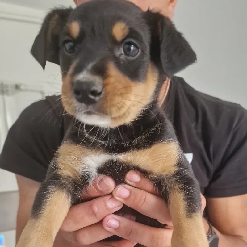 Szczeniak 6 Gmina Belsk Duży, mixed breed for adoption at Schronisko Skierniewice