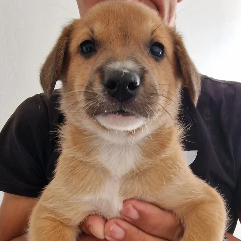 Szczeniak 5 Gmina Belsk Duży, mixed breed for adoption at Schronisko Skierniewice