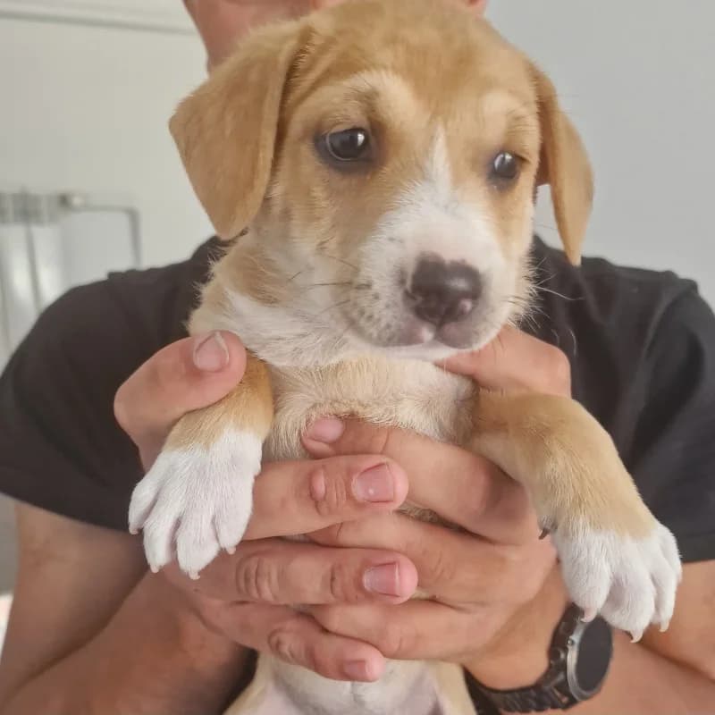 Szczeniak 7 Gmina Belsk Duży, mixed breed for adoption at Schronisko Skierniewice