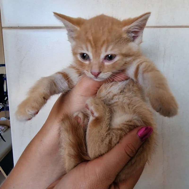 BRZOSKWINKA, female mixed breed for adoption at Schronisko Skierniewice