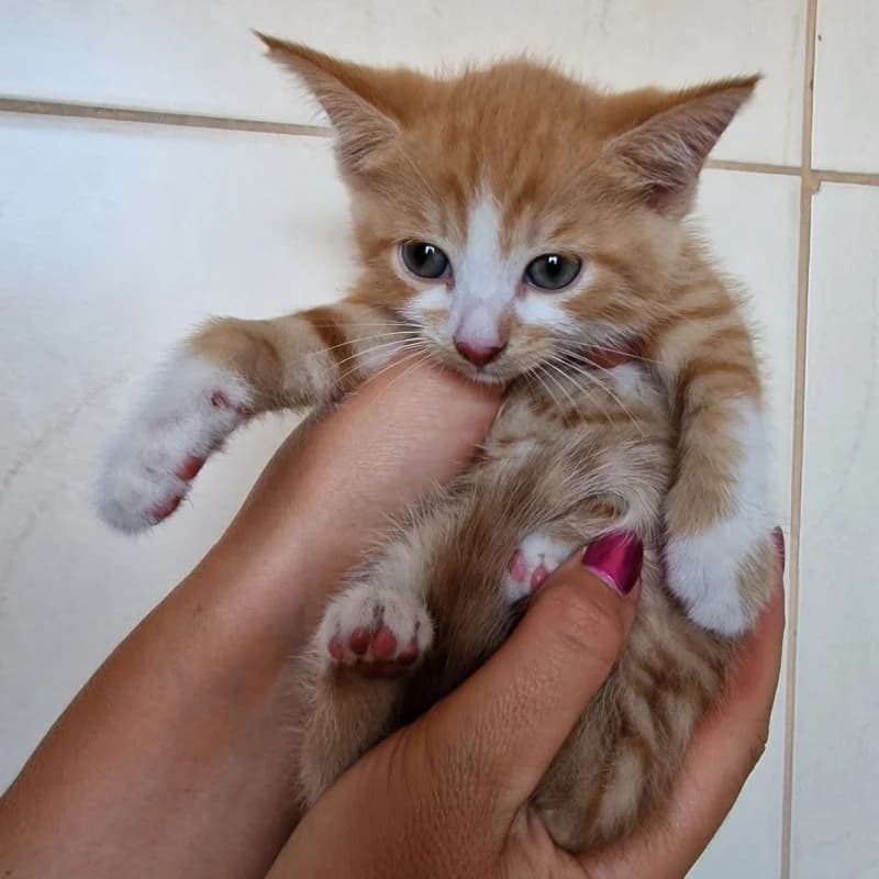 KLEMENTYNKA, female mixed breed for adoption at Schronisko Skierniewice