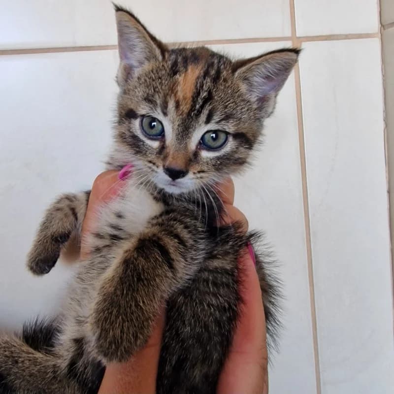 LICZI, female mixed breed for adoption at Schronisko Skierniewice