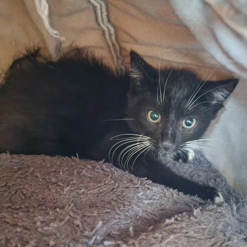 ZENIO, male mixed breed for adoption at Schronisko Skierniewice
