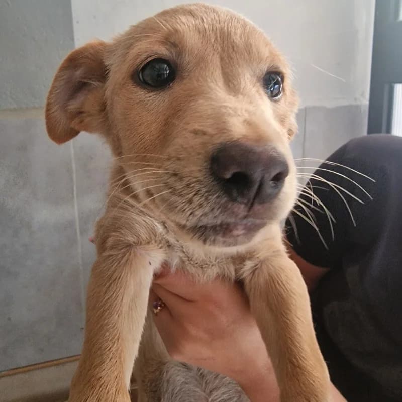 SZCZENIAK MSZCZONOWSKA, male puppy mixed breed for adoption at Schronisko Skierniewice