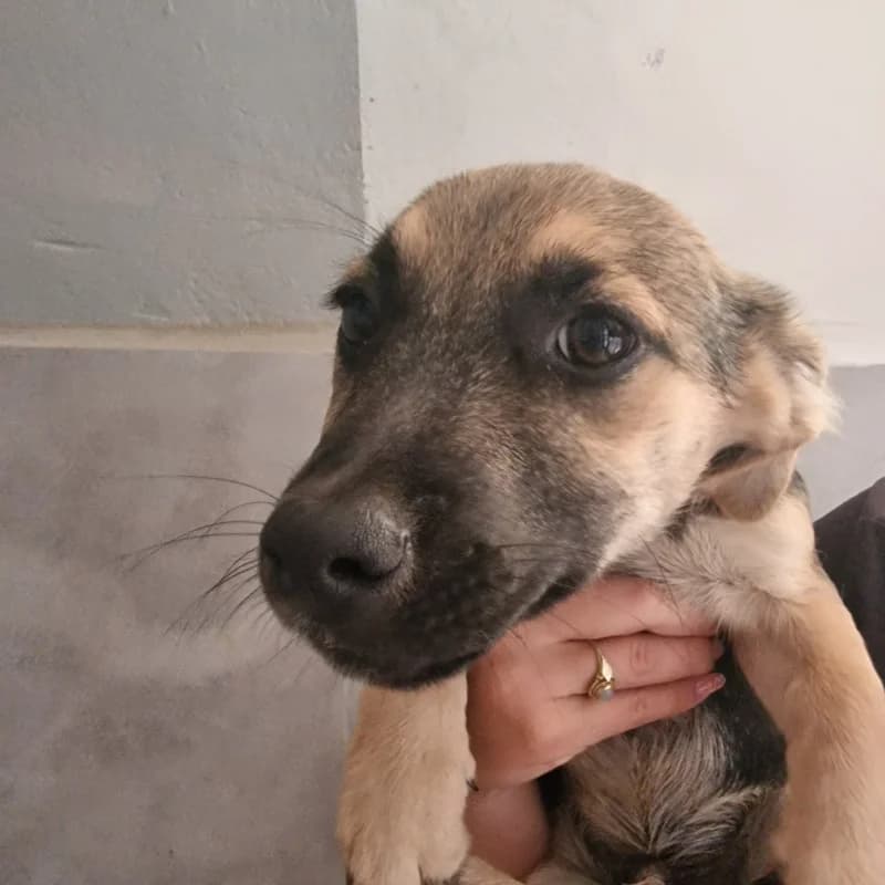 SZCZENIAK MSZCZONOWSKA, male puppy mixed breed for adoption at Schronisko Skierniewice