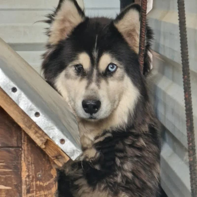 KANTO, male mixed breed for adoption at Schronisko Skierniewice