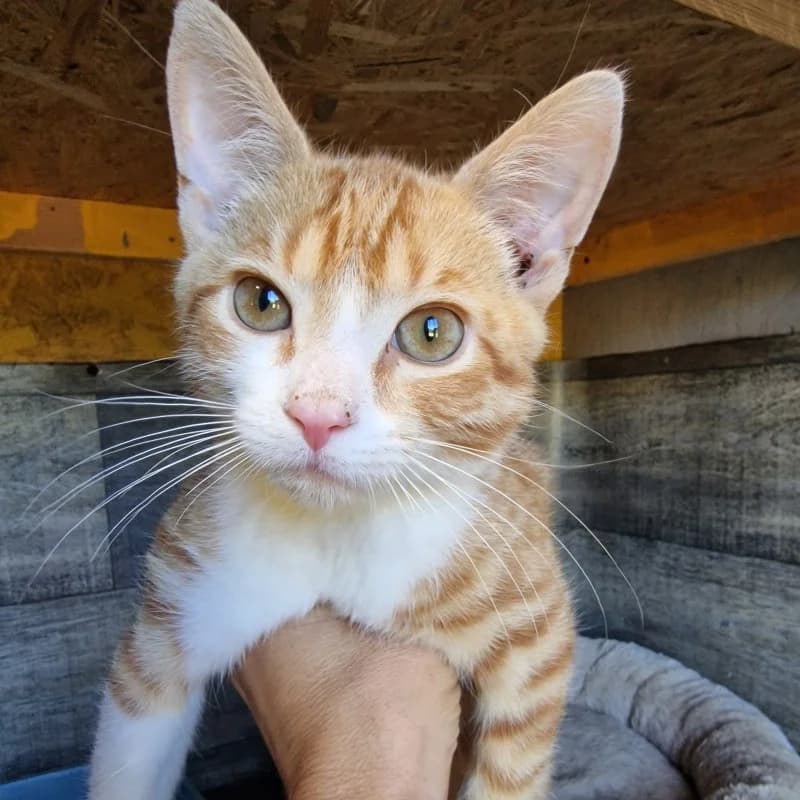 JĘDREK, male mixed breed for adoption at Schronisko Skierniewice