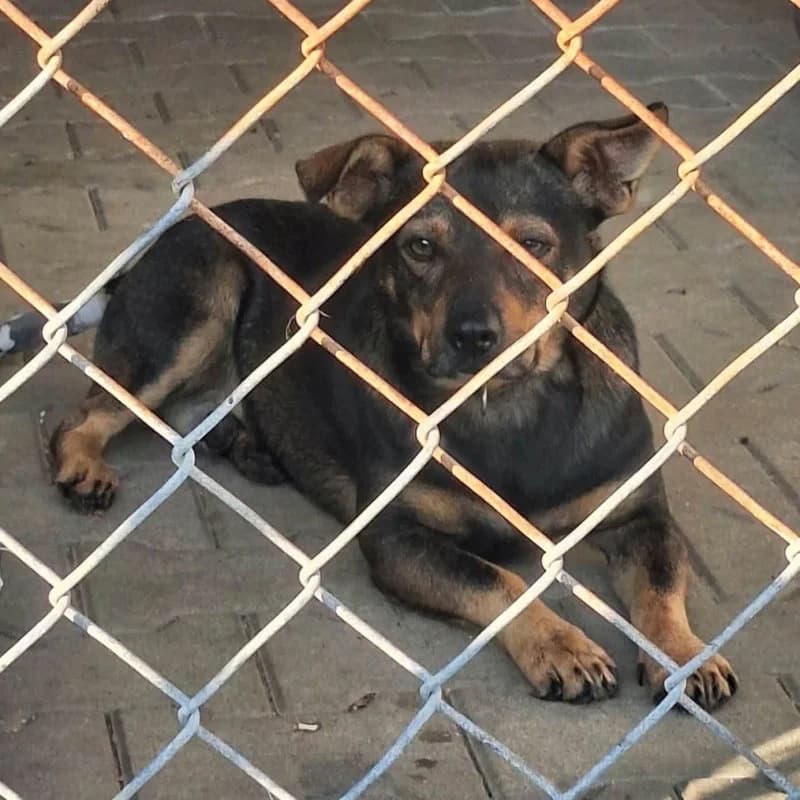 PREZES, male mixed breed for adoption at Schronisko Skierniewice