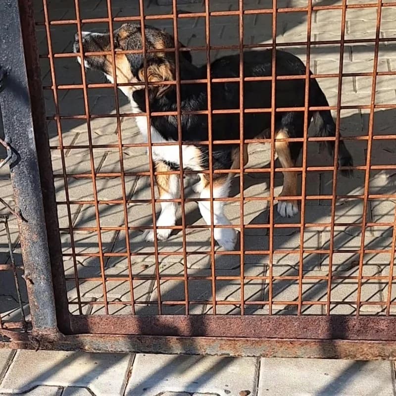 BONIEK, male mixed breed for adoption at Schronisko Skierniewice