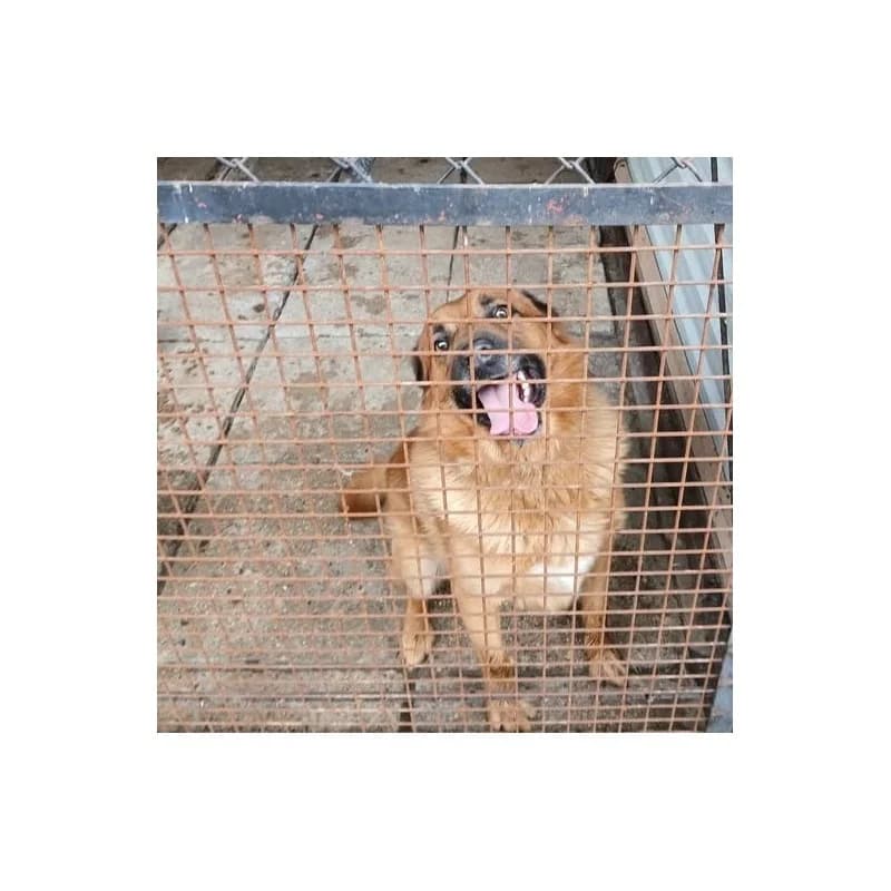 LUIZ, male mixed breed for adoption at Schronisko Skierniewice