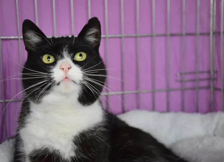 Ymir, Mixed Breed for adoption at Schronisko dla Zwierząt w Słupsku