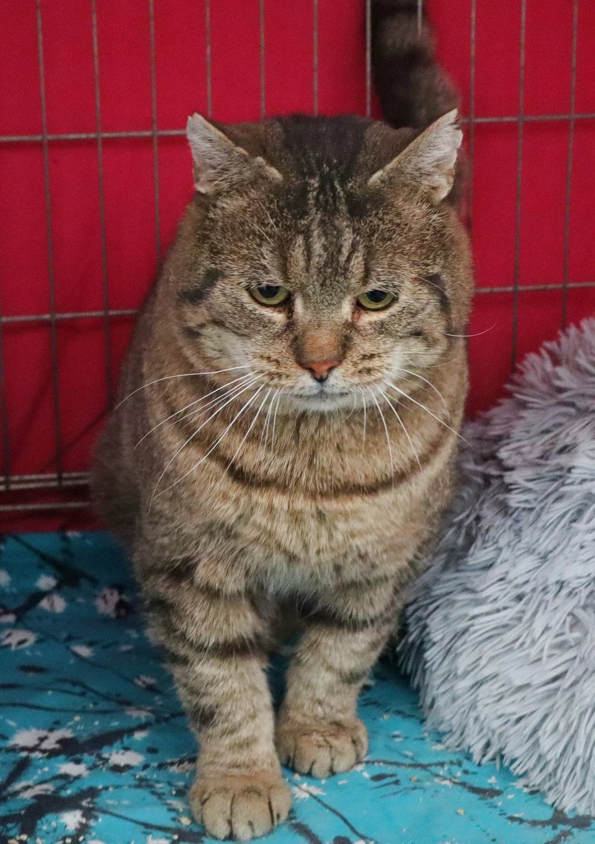 Placek, Mixed Breed for adoption at Schronisko dla Zwierząt w Słupsku