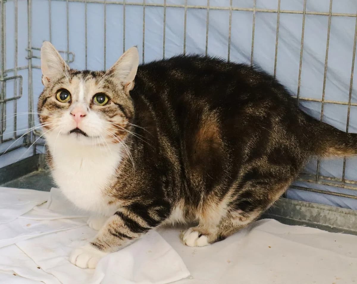 Magro, Mixed Breed for adoption at Schronisko dla Zwierząt w Słupsku