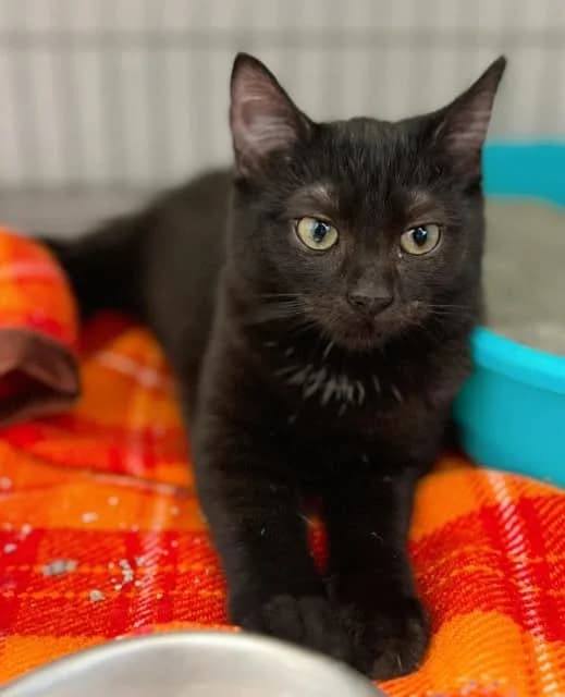 Lokata, Mixed Breed for adoption at Schronisko dla Zwierząt w Słupsku