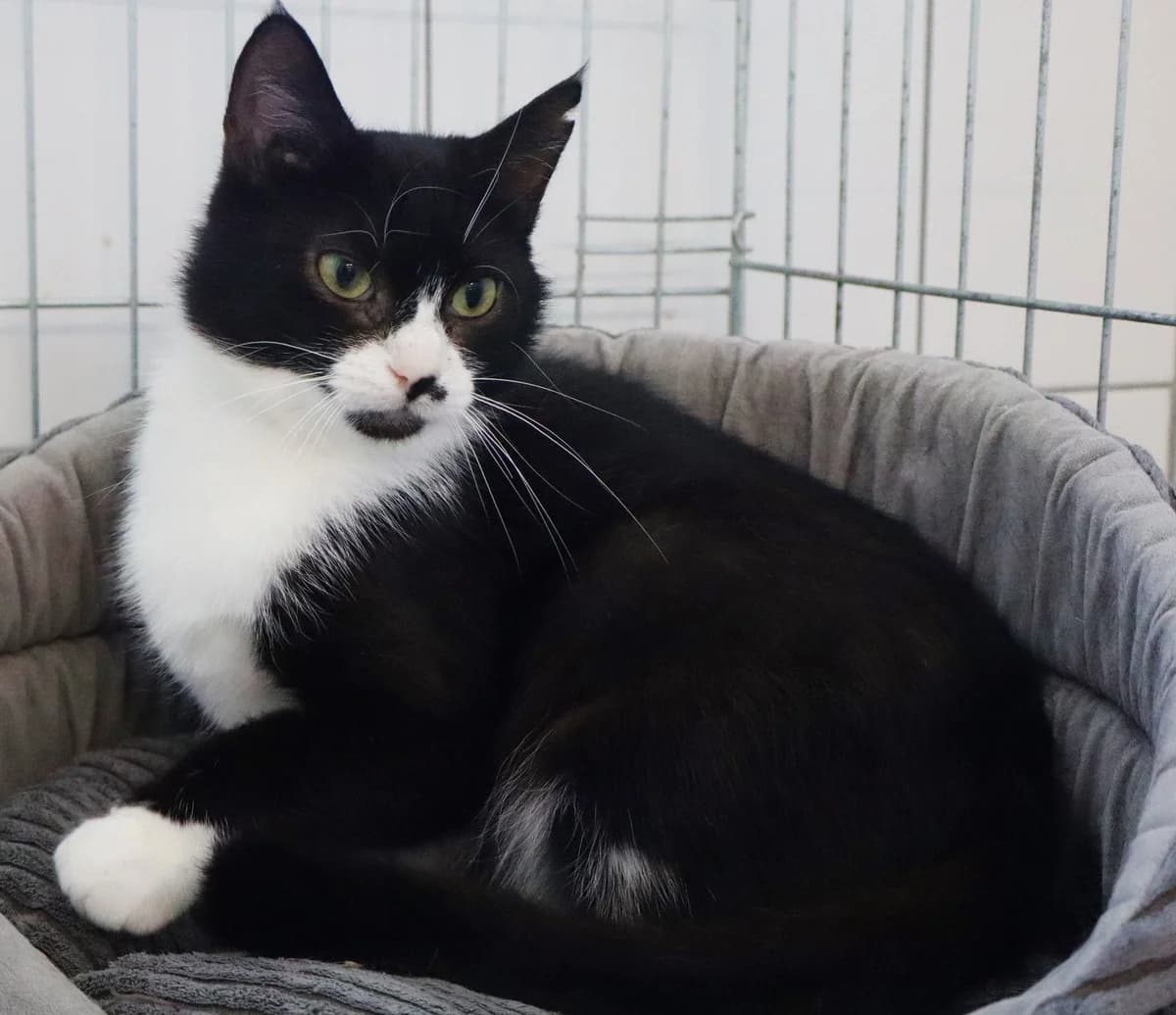 Niwka, Mixed Breed for adoption at Schronisko dla Zwierząt w Słupsku